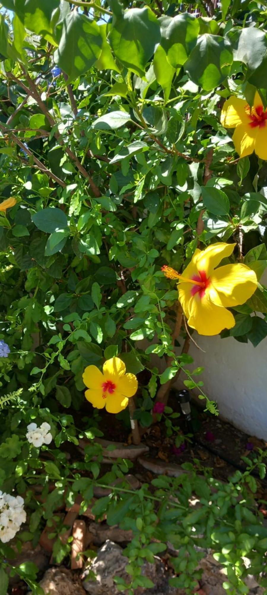 La Posada De La Muela Algodonales Ngoại thất bức ảnh